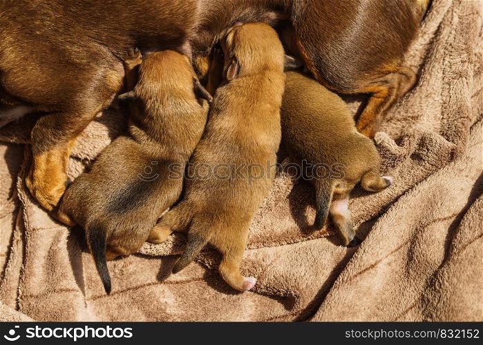 Close up of cute, adorable little dachshund puppies dogs newborns lying next to mother feeding them.. Little dachshund mom feeding puppies newborns