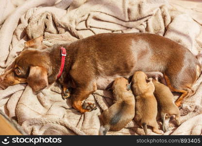 Close up of cute, adorable little dachshund puppies dogs newborns lying next to mother feeding them.. Little dachshund mom feeding puppies newborns