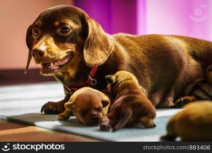 Close up of cute, adorable little dachshund puppies dogs newborns lying next to mother feeding them.. Little dachshund mom feeding puppies newborns