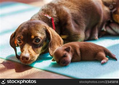 Close up of cute, adorable little dachshund puppies dogs newborns lying next to mother.. Little dachshund dogs puppies newborns
