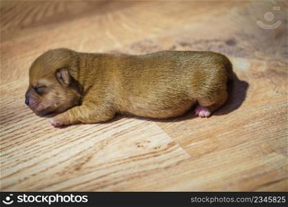 Close up of cute, adorable little dachshund puppy dog newborn lying on floor. Little dachshund dog puppy newborn
