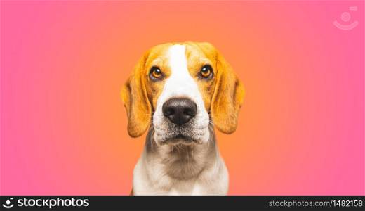 Close-up of cute Beagle dog, portrait, in front of pink background. Copy space. Close-up of Beagle dog, portrait, in front of pink background. Copy space