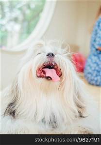 Close-up of cute furry white Shih Tzu with its tongue hanging out