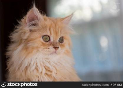 Close up of cute persian kitten sit and looking in home.