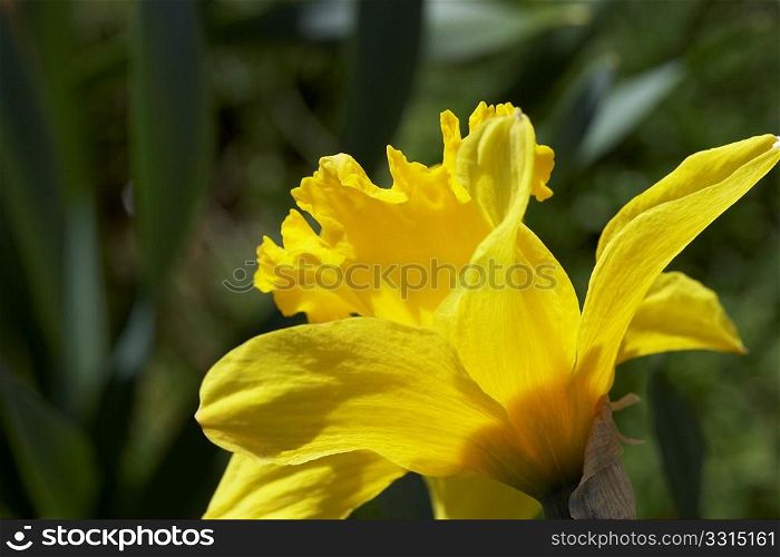 Close Up Of Daffodil Flower