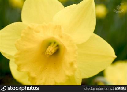 close up of daffodil in bloom
