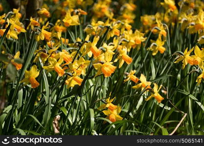 Close up of daffodils growing at Wisley gardens on sunny spring day