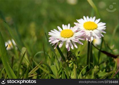 Close-up of daisy flower growing in green grass.
