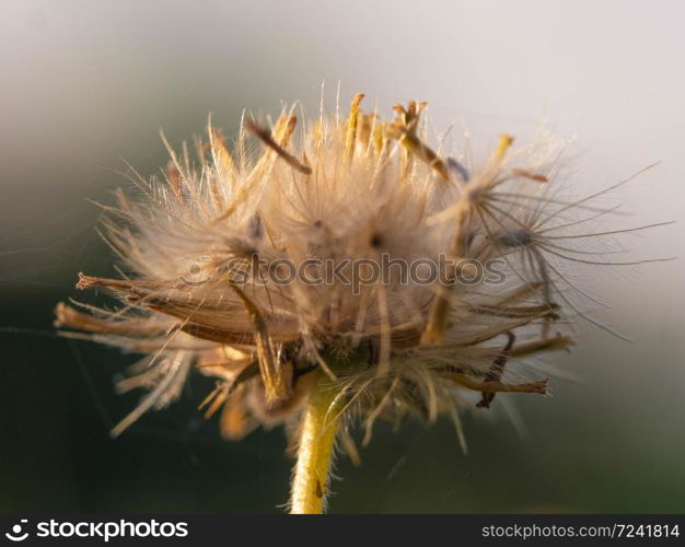 Close-up of dandelion blowing in the wind on nature background.