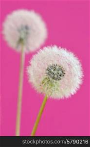 close up of dandelion isolated