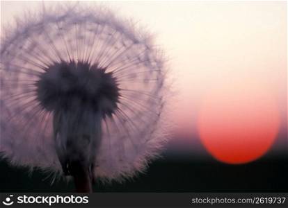 Close up of dandelion seed bloom with red sunset in background
