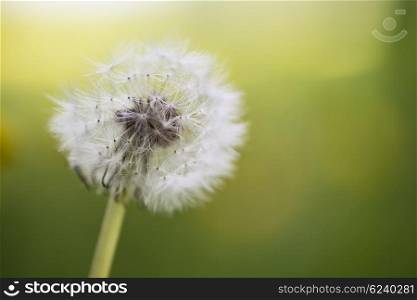 Close up of dandelion seed head in Spring