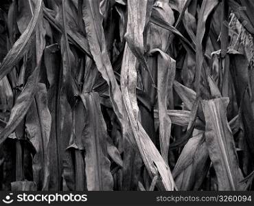Close-up of dead and drying corn leaves.