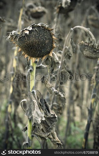 Close-up of dead Sunflowers (Helianthus annuus)