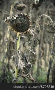 Close-up of dead Sunflowers (Helianthus annuus)