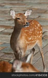 Close-up of deer at Todaiji Temple, Nara, Japan
