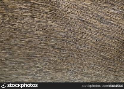 close-up of deer skin texture abstract background.