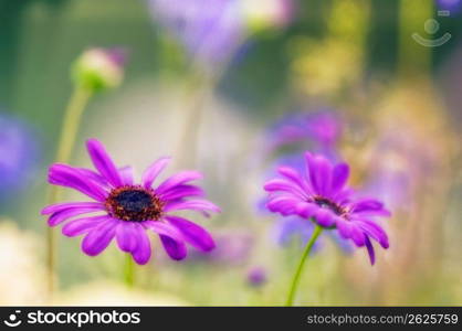 Close up of delicate, blooming purple daisies