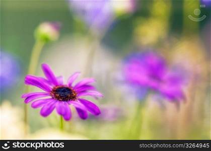 Close up of delicate, blooming purple daisy