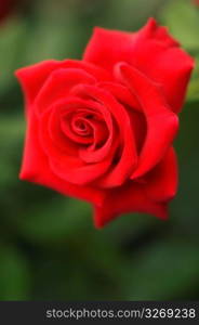 Close up of delicate, blooming red rose
