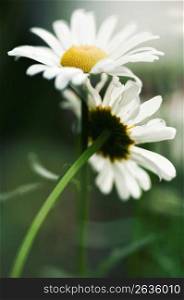 Close up of delicate, blooming white daisies