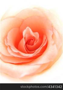 close up of delicate pink rose background