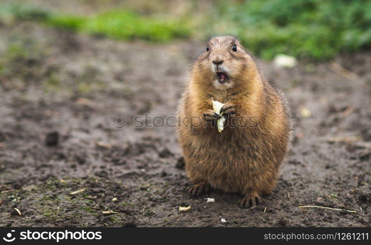 close up of desert rat eating looking surprised in the camera in blijdorp rotterdam netherlands. close up of desert rat eating looking surprised in the camera