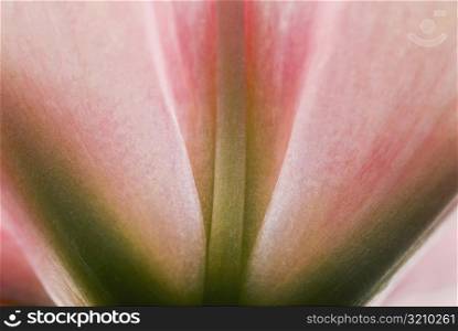 Close-up of detail of a flower petal