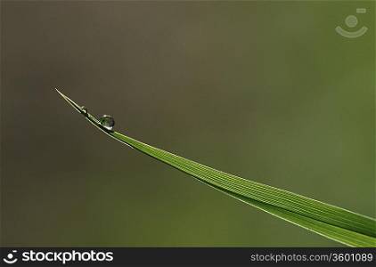 Close-up of dew drop on blade of grass