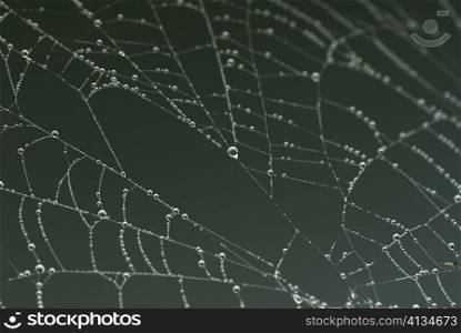 Close-up of dew drops on a spider web