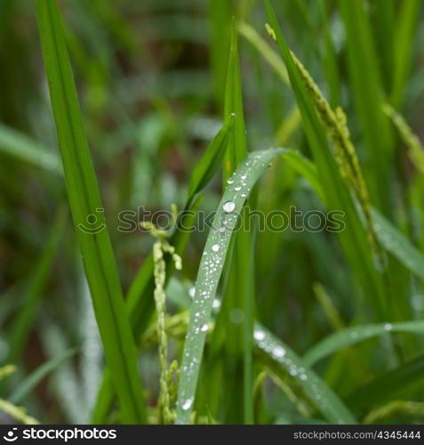 Close-up of dew drops on blades of rice plants, Thailand