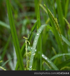 Close-up of dew drops on blades of rice plants, Thailand