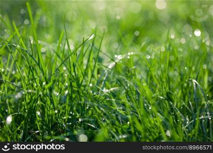 close up of dew drops on grass in the morning
