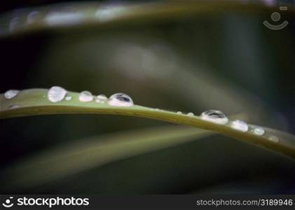 Close-up of dew on leaves