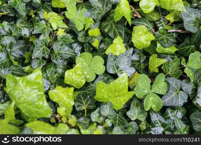 Close-up of different wet plants with water drops, natural bright green background