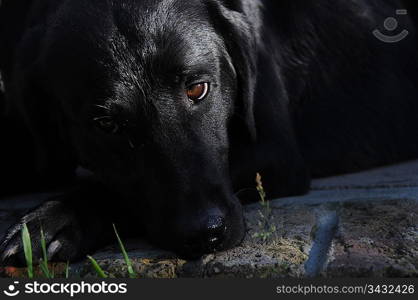 Close up of dog head