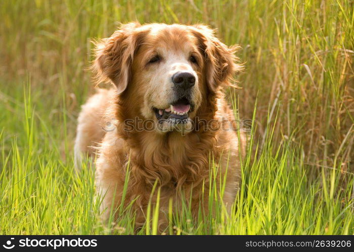 Close up of dog standing in field of tall grass