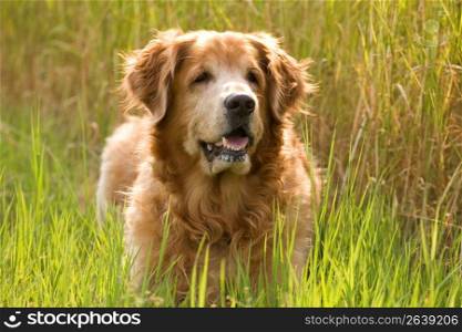 Close up of dog standing in field of tall grass