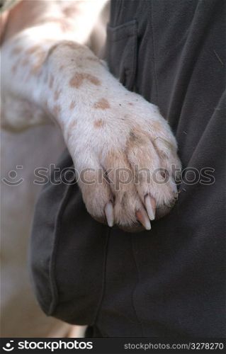 Close up of dogs paw.