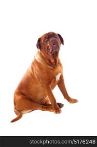 Close-up of Dogue de Bordeaux isolated on a white background