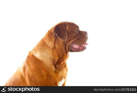 Close-up of Dogue de Bordeaux isolated on a white background