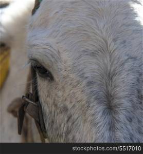 Close-up of donkey, Imlil, Morocco