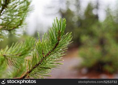 Close-up of Douglas Fir trees in Mt Hood National Forest, Oregon