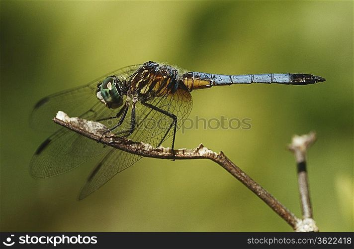 Close-up of Dragonfly on twig