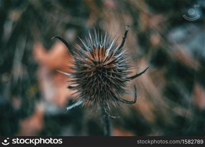 Close-up of dried dipsacus fullonum fruit on the mountain