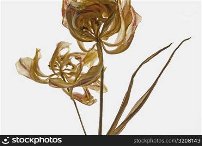 Close-up of dried flowers