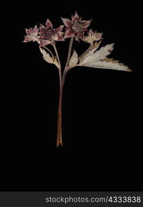 Close up of dried flowers