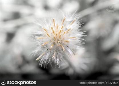 Close-up of dried flowers with background blur.
