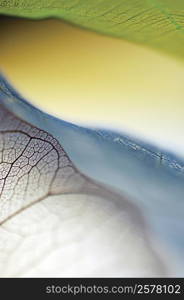 Close-up of dried leaves