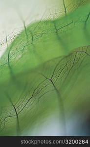 Close-up of dried leaves